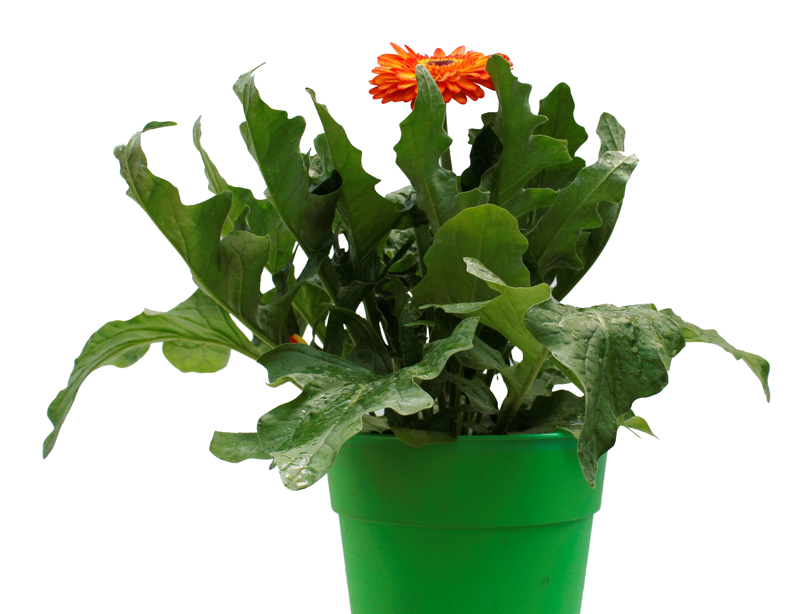 GUERRERA DE SOL COLOR 